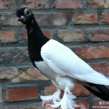 供应两头乌种鸽养殖场